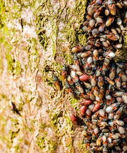Egzotyczny owad w Polsce. W jaki sposób może zagrozić miejskim roślinom?