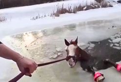 Lód załamał się pod koniem. Zwierzę zaczęło się topić