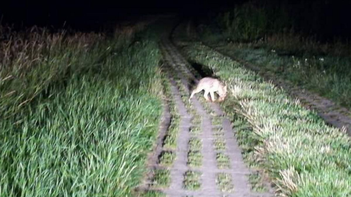 Szakal widziany na Pomorzu
