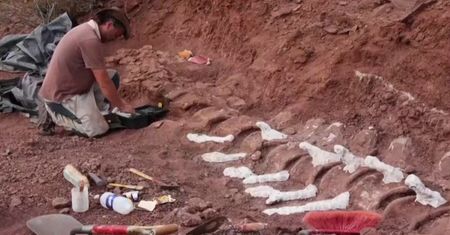 Skamieliny dinozaura z Argentyny. Przełomowe odkrycie naukowców