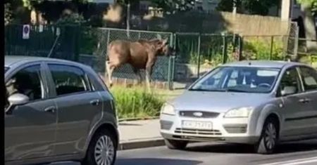 Łoś szalał na krakowskim rondzie. I to nie byle jakim, bo Barei