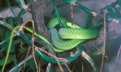 Alarm w Holandii. Mamba zielona na wolności