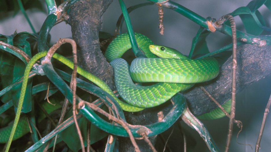 mamba zielona