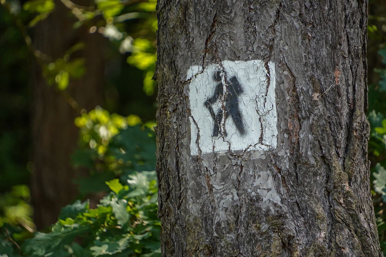 Przyroda i oznaczenie szlaki nad Jeziorem Kopcze w Kaczorach