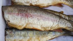 Ryba popularniejsza niż karp i łosoś? To bogactwo kwasów omega-3 