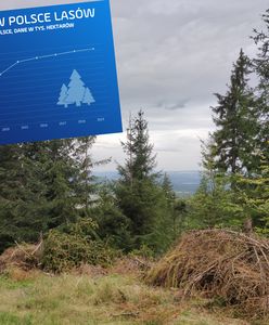 Czy naprawdę Polska wycina swoje lasy w pień? Sprawdziliśmy twarde dane, oto co pokazują