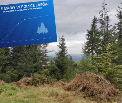 Czy naprawdę Polska wycina swoje lasy w pień? Sprawdziliśmy twarde dane, oto co pokazują
