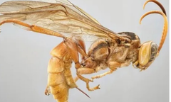 Odkryto zabójczy gatunek osy. Zjada ofiarę od środka