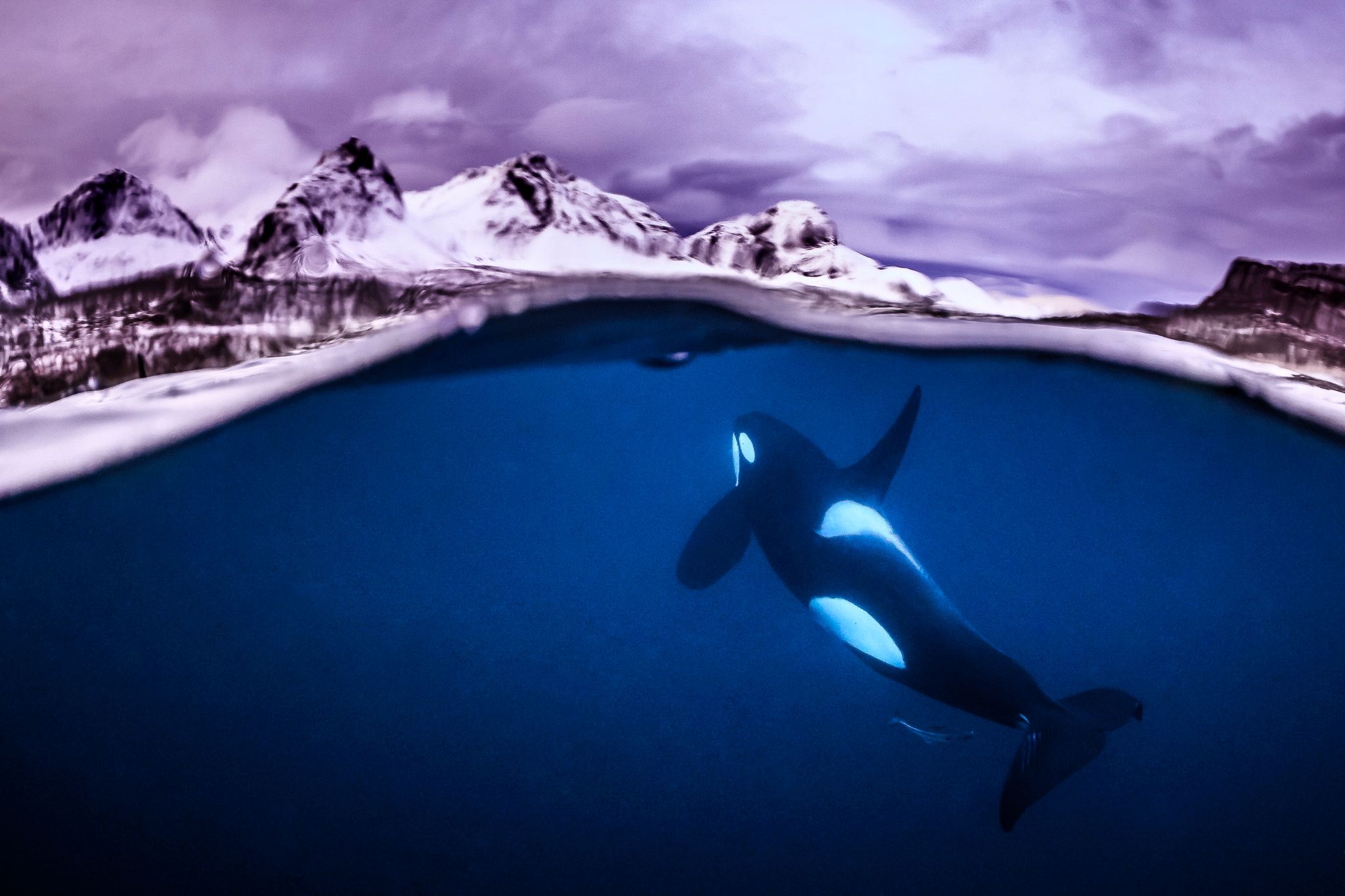 Underwater Photographer of the Year 2018 - niesamowity podwodny świat na wyciągnięcie ręki 13