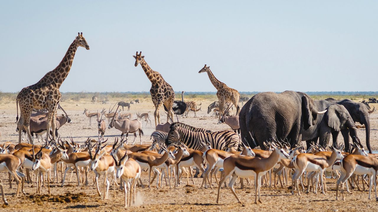 Namibia plant Tötung von 700 Wildtieren wegen schlimmer Dürre