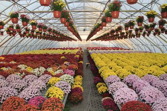 Wszystkich Świętych. Ile kosztują chryzantemy?