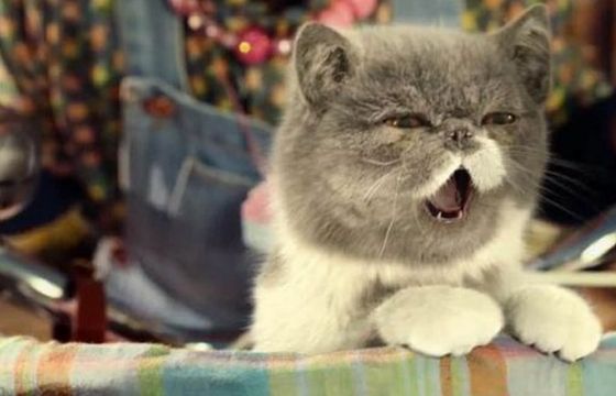 Koty zarażają się COVID-19, śpiąc w łóżku właściciela