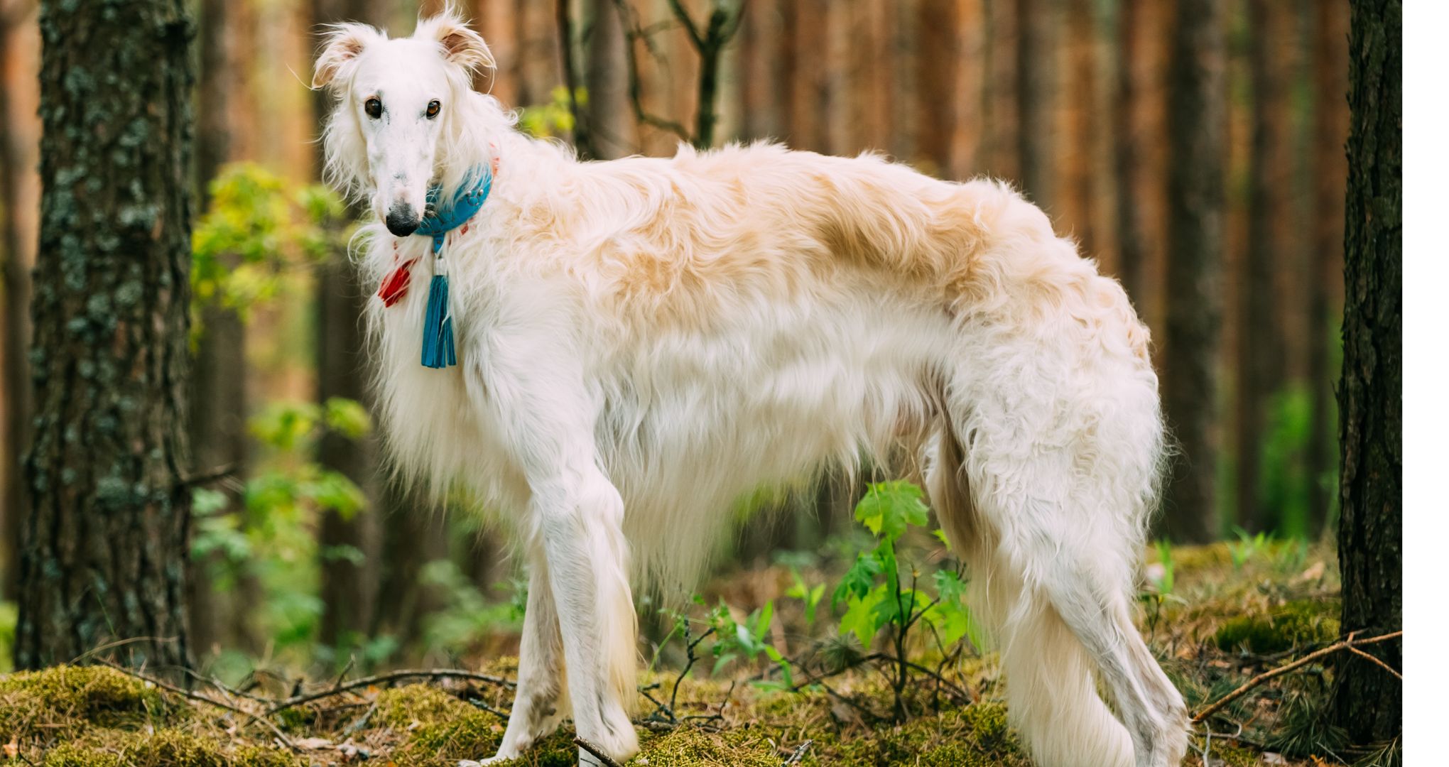 Borzoi