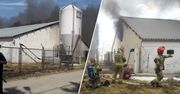 Pożar wielkiej chlewni. Zdechło 2 tys. zwierząt