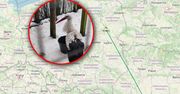 Bocian-celebryta już w Polsce. Ma zwiastować nadejście wiosny
