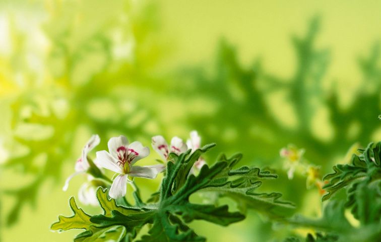 Anginka nazywana jest również pelargonią pachnącą (Pelargonium graveolens), ruzyndlą lub anginowcem. 