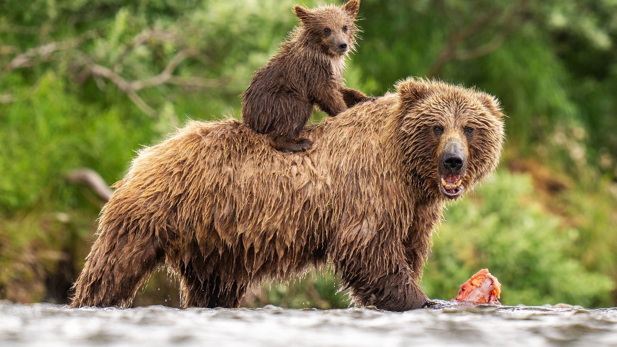Collier miał niezwykłe szczęście,