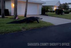 Trzymetrowy aligator spacerował przed domem. Zaskakujące nagranie z USA