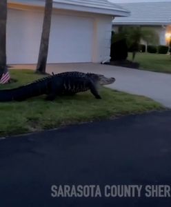 Trzymetrowy aligator spacerował przed domem. Zaskakujące nagranie z USA