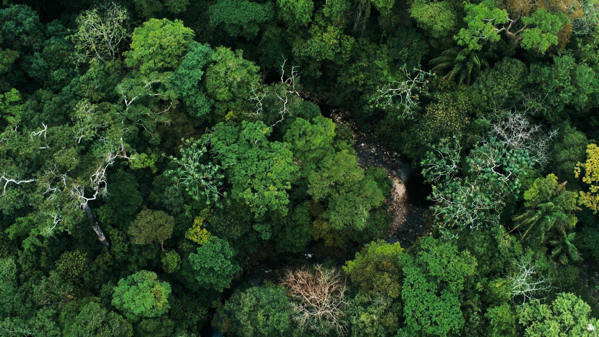 Dżungla w Boliwii - zdjęcie ilustracyjne 