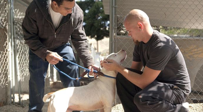 Resocjalizacja z pitbullem