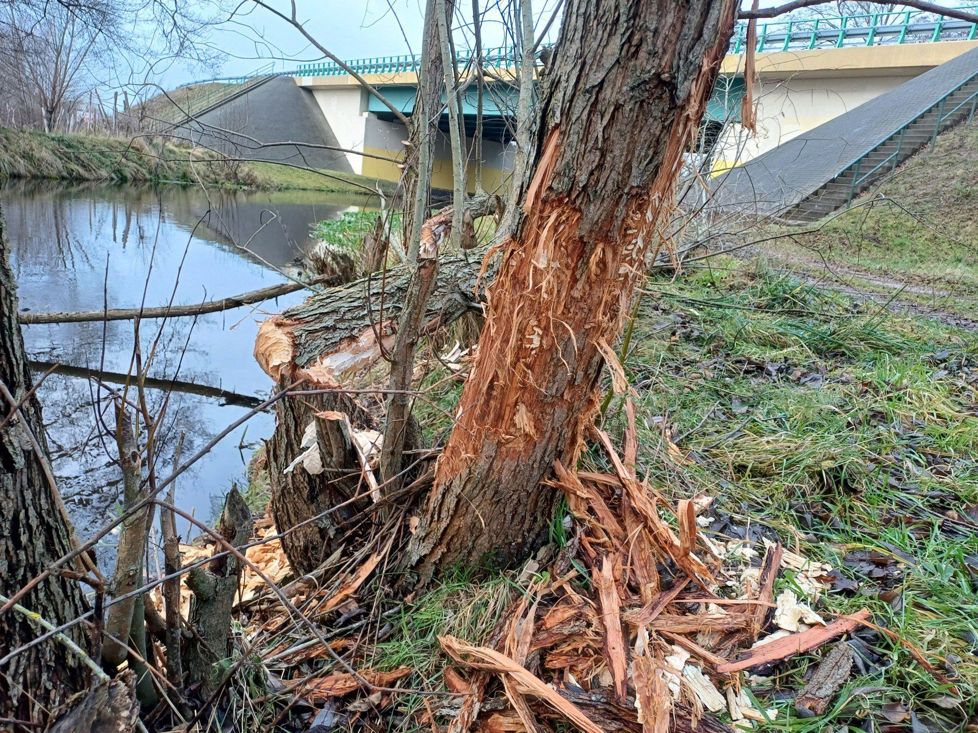 Skutki bytności bobrów - Kanał Miejski kolo Sławna