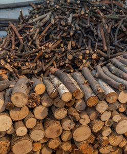 Aktualne ceny opału w nadleśnictwach. Tyle kosztuje metr drewna w listopadzie