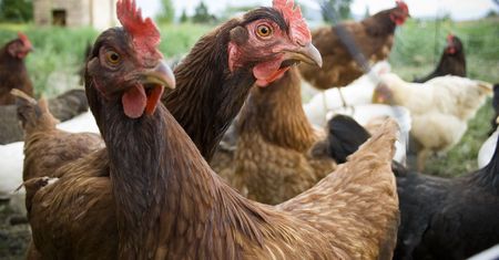 Walka z epidemią ptasiej grypy. Koreańczycy wybili ponad 22 mln sztuk drobiu