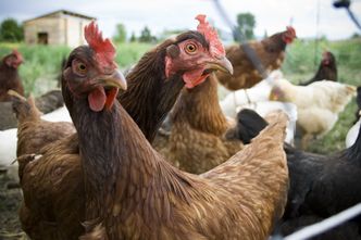 Skażone kurczaki mogły trafić do Polski. Mięso jest badane