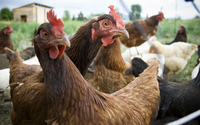 Nowe przypadki ptasiej grypy w Polsce. Najwięcej ognisk choroby w lubuskiem
