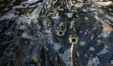 Karpi będzie dużo mniej. Ceny pójdą ostro w górę