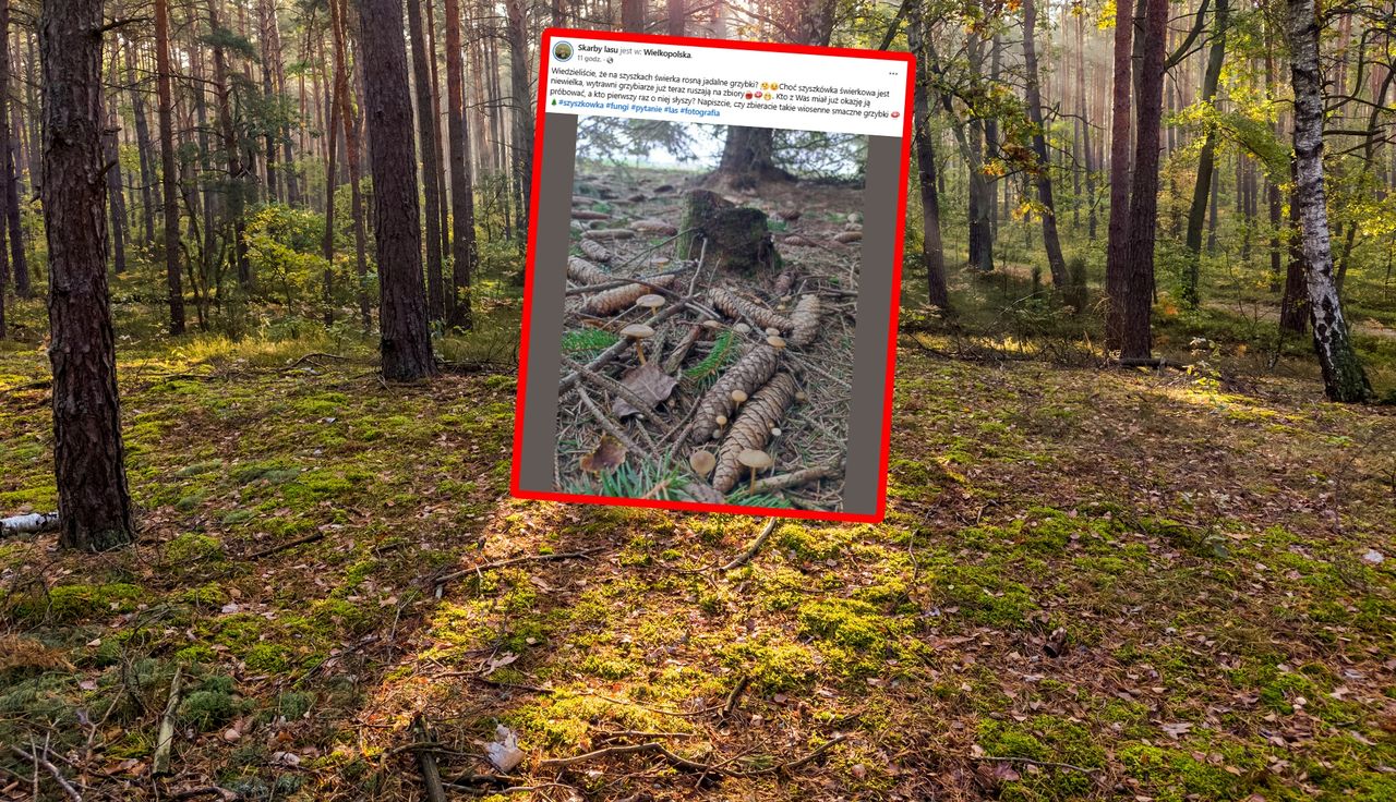 Spojrzał na szyszki. "Już teraz ruszają". Ludzie zdziwieni