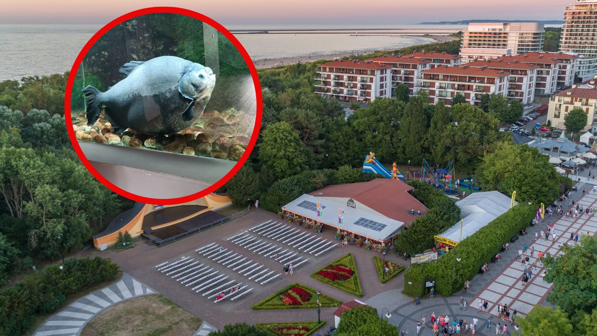 Kasia to najstarsza pirania w naszym kraju 