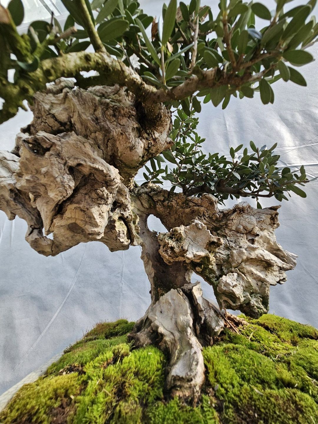 Na wystawie można było obejrzeć najpiękniejsze okazy bonsai