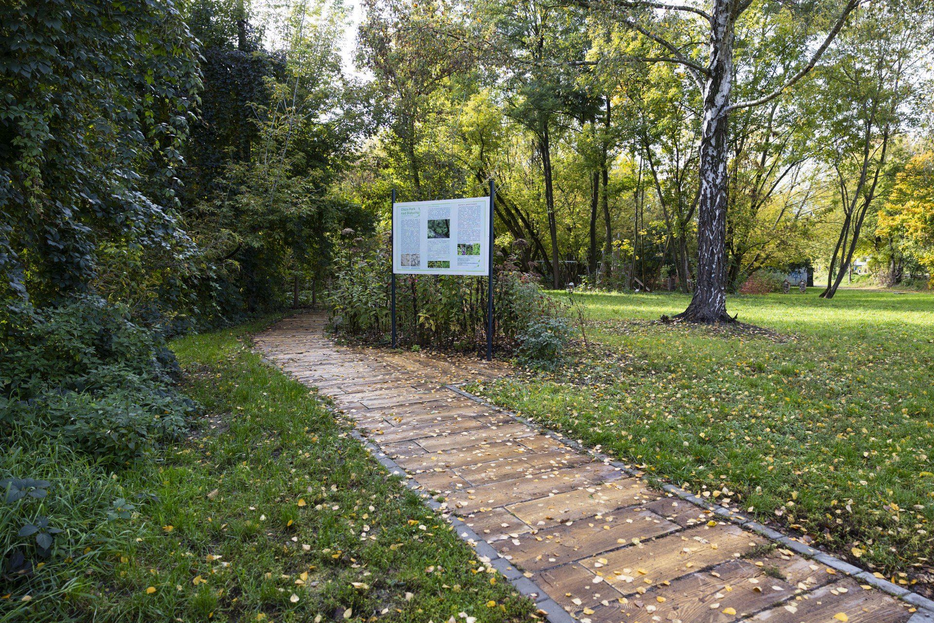 Tereny nad Białuchą w Krakowie, Grzegórzki, Olsza