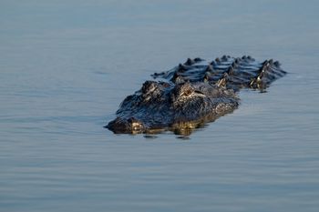 USA. Aligator zaatakował. Wędkarz nie żyje. Zwierzę zostało uśmiercone