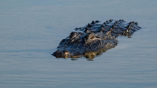 USA. Aligator zaatakował. Wędkarz nie żyje. Zwierzę zostało uśmiercone