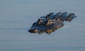 USA. Aligator zaatakował. Wędkarz nie żyje. Zwierzę zostało uśmiercone