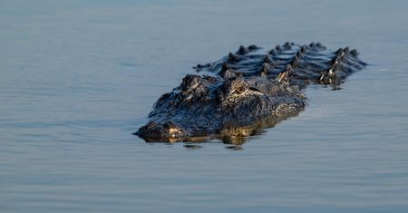 USA. Aligator zaatakował. Wędkarz nie żyje. Zwierzę zostało uśmiercone
