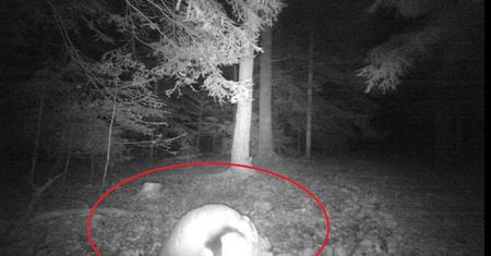 Fotopułapka nagrała igraszki. Leśnicy się zaśmiewają