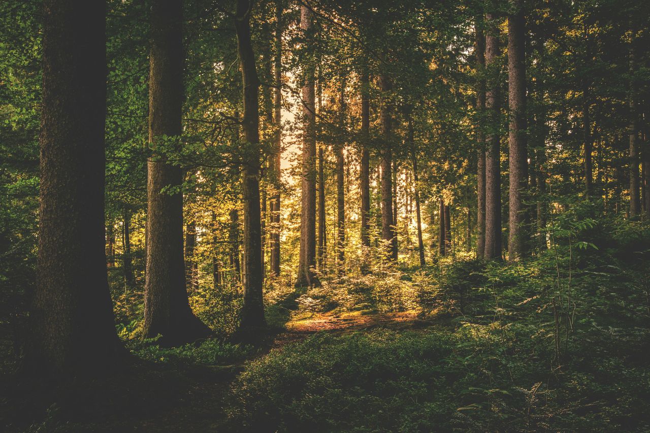 Jest sukces! Drzewa będą chronione. Ministerstwo Klimatu i Środowiska zaakceptowało obszar lasów społecznych wokół Bielska-Białej