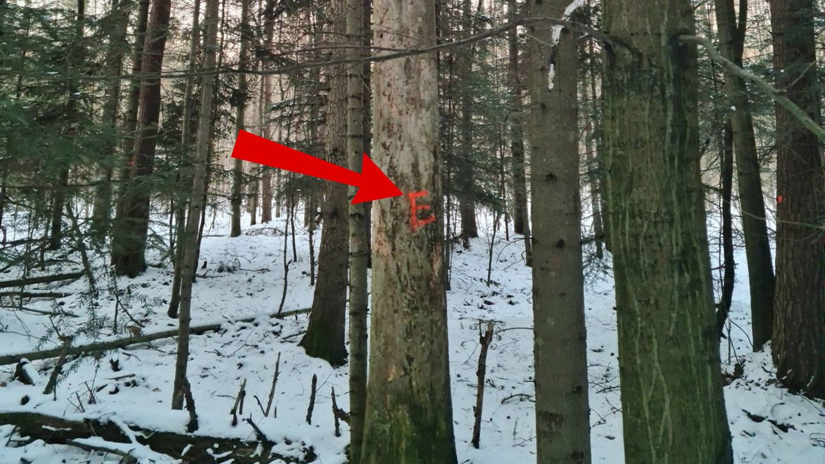 Co oznaczają litery "E" na drzewach?