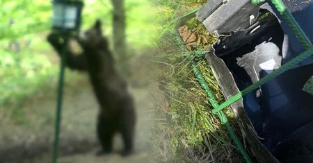 Chciał zjeść kukurydzę, zniszczył podajnik. Wszystko się nagrało