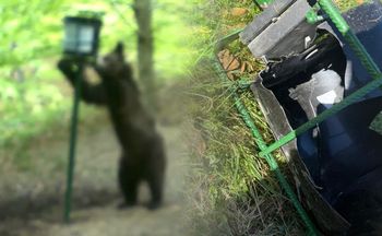 Chciał zjeść kukurydzę, zniszczył podajnik. Wszystko się nagrało