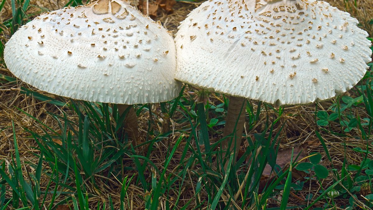 Sinoblaszek trujący 