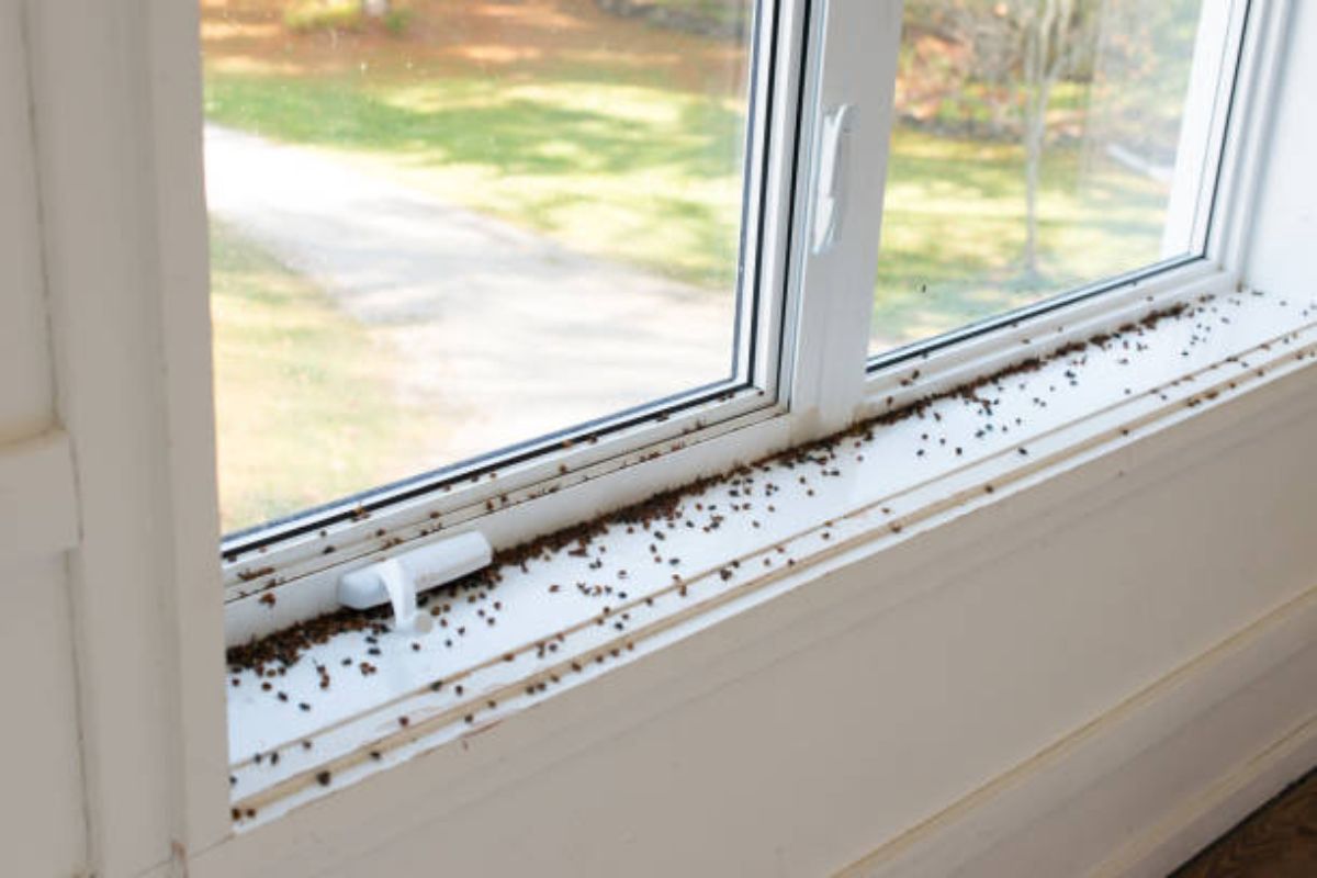 Leśnicy ostrzegają. "Inwazja obcych". Wdzierają się do domów na potęgę