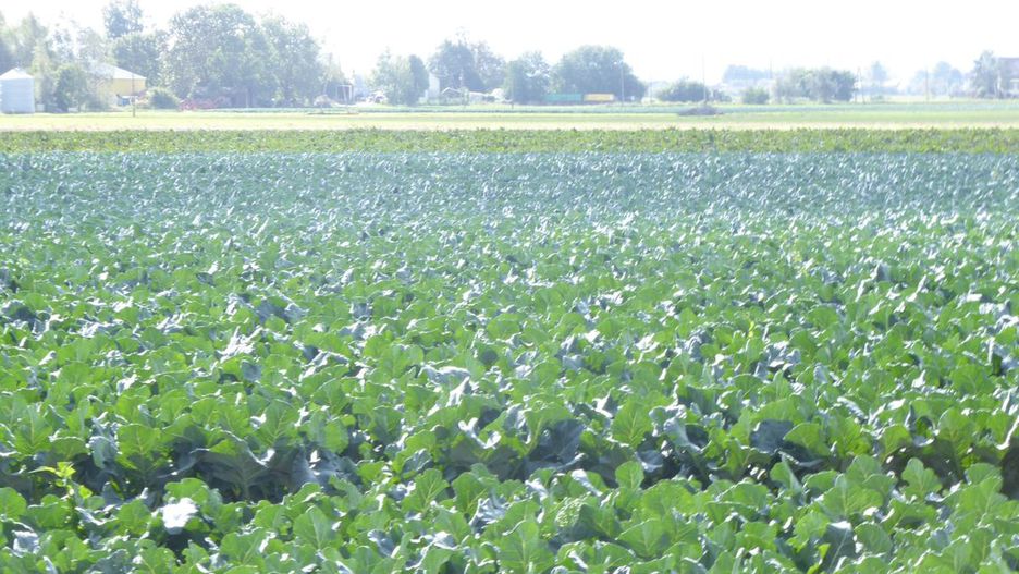 Dramat na rynku warzyw. Samozbiory by ratować plony