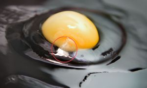 Widzisz "biały sznurek" w jajku? Nie każdy wie, co to jest