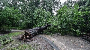 54 interwencje w związku z burzami w Kujawsko-Pomorskiem. Powalone drzewa, zalane piwnice
