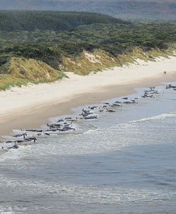 За два дні на пляжах Нової Зеландії загинуло 477 китів